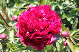 Paeonia Peter Brand